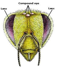 Сколько глаз у пчел? Фасеточное и фотографическое зрение