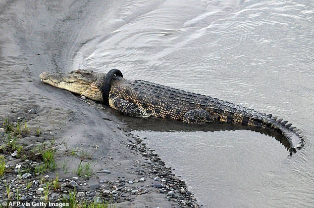 В Индонезии разыскивается храбрец для близкого общения с крокодилом крокодил, освободить, заметно, рептилию, агентства, природы, животное, крокодилу, сказал, объявило, агентство, охране, который, среду, нарушать, обитания, приближаться, общественность, добавил, ХасмарВ