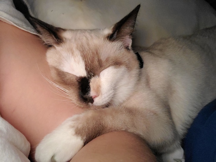 20 кошечек, которых будто нарисовали по заказам пользователей соцсетей, а потом оживили
