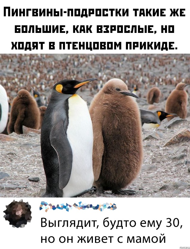 100% ржака, от которой болит живот. Поддержите тему Лайком!