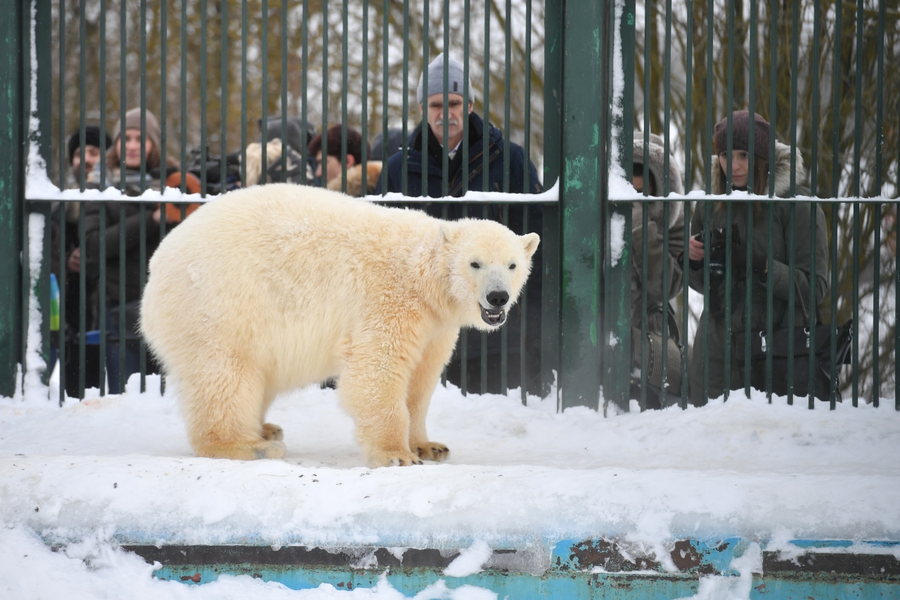 московский зоопарк зима 2022