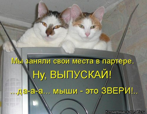 Новая котоматрица на выходные Новая котоматрица на выходные