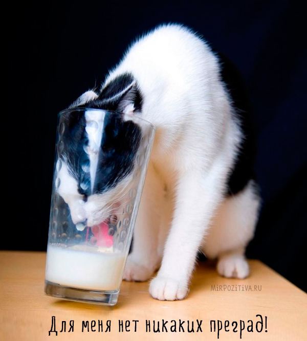 кошка пьет из стакана