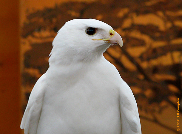 Aeagle