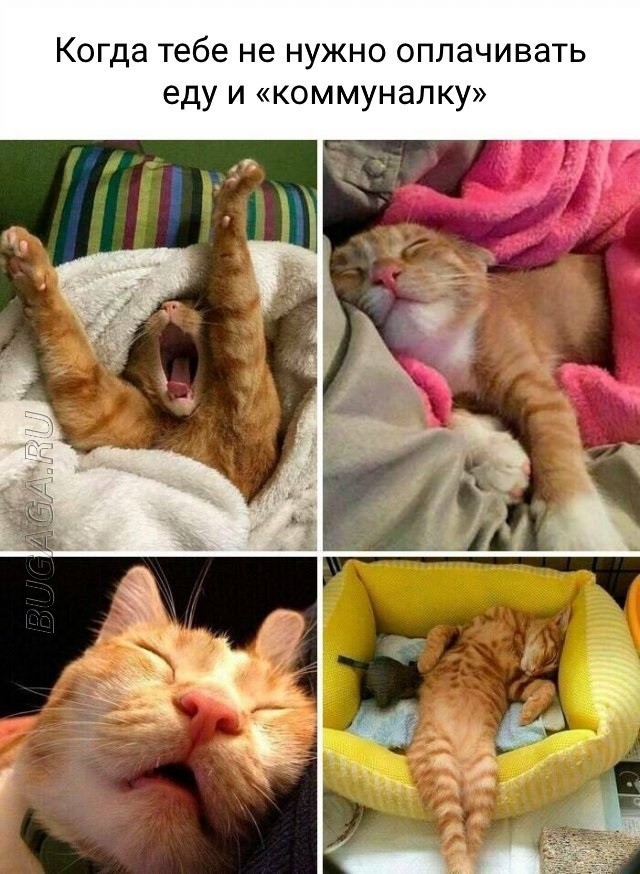 Прикольные картинки и мемы для любителей кошек  