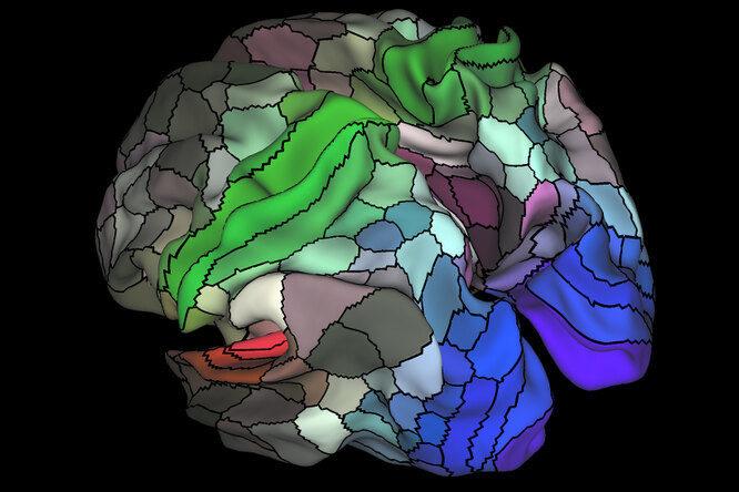 География человеческого тела: как ученые создали самую подробную карту нашего мозга мозг,наука,человек