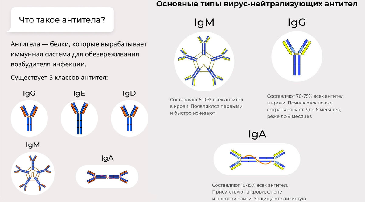 5 видов антител | https://ria.ru/20210303/antitela-1599795199.html