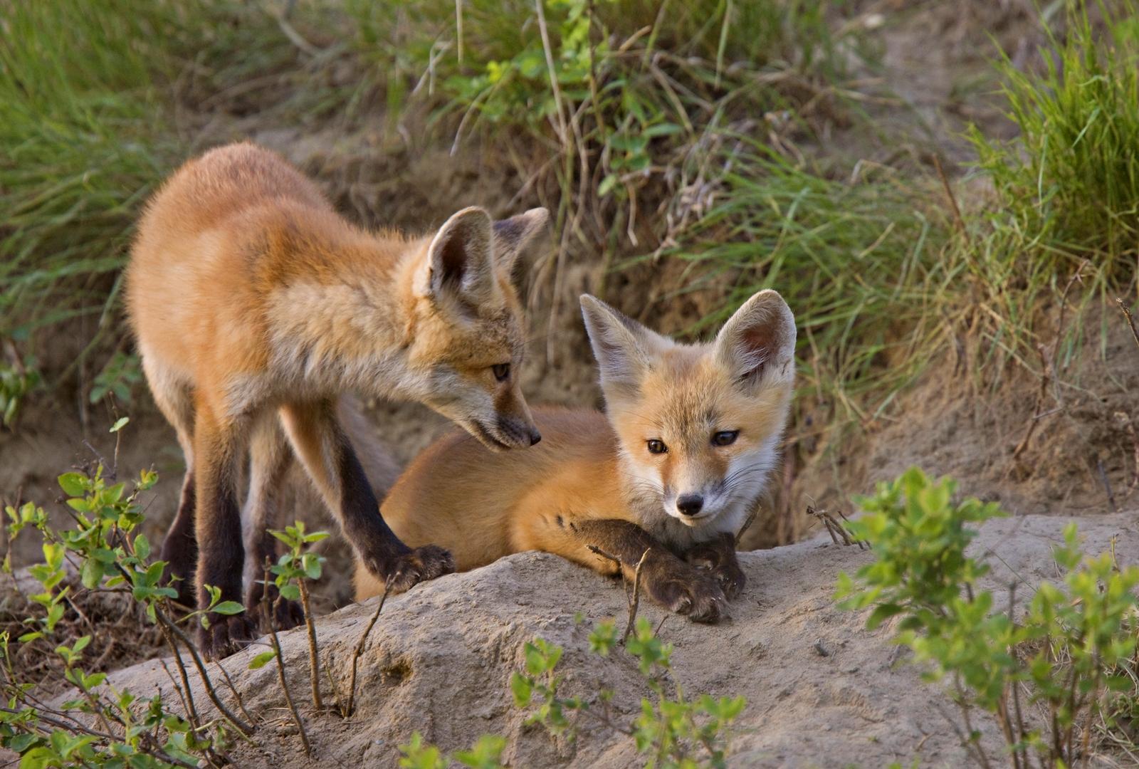 25 самых милых фотографий животных в дикой природе ShutterstockFotodomruфото, ктото, Bachkova, посмотрите, Piotr, марта, только, дикой, NataliaShutterstockFotodomruфото, KrzeslakShutterstockFotodomruфото, важной, удивленно, выглядывает, Только, укрытия, сладко, рядом, неловко, кувыркается, траве