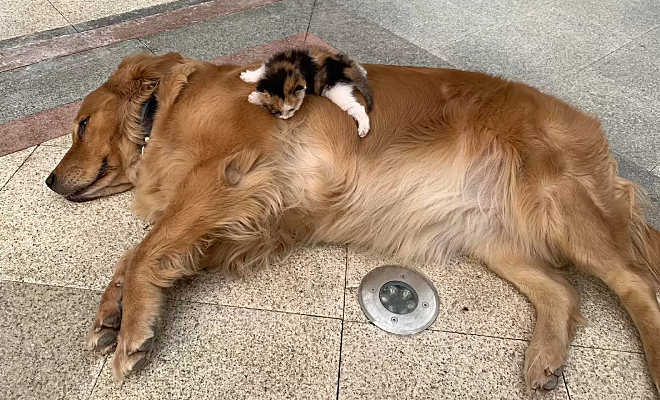 Собаки заметили на улице брошенного котенка и настояли, чтобы хозяин взял его домой зак хин,Культура