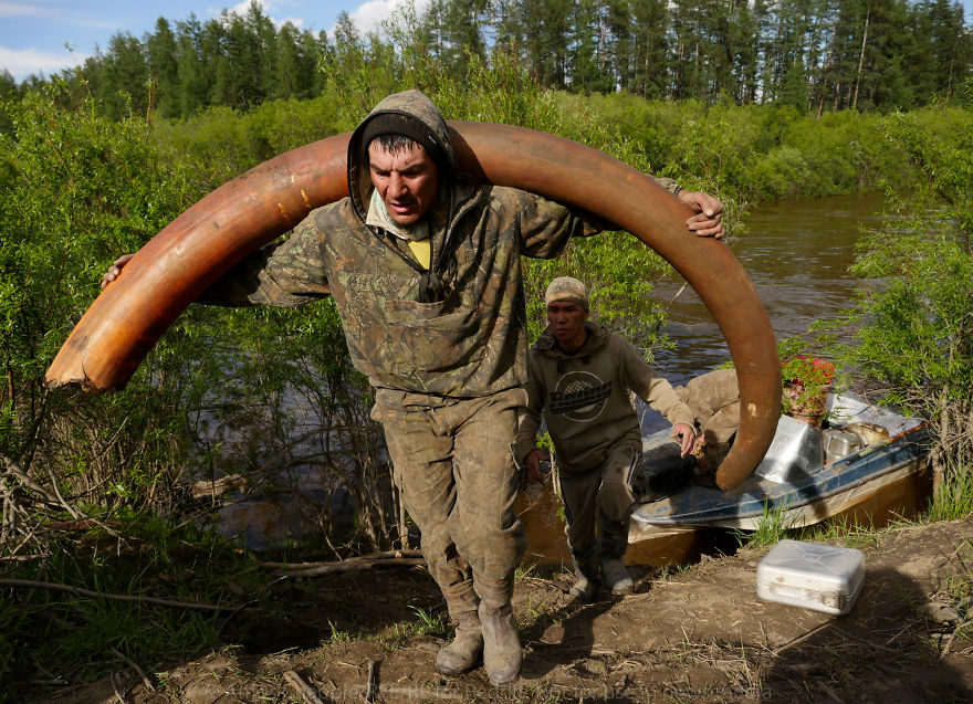 Нелегальная добыча бивней мамонта