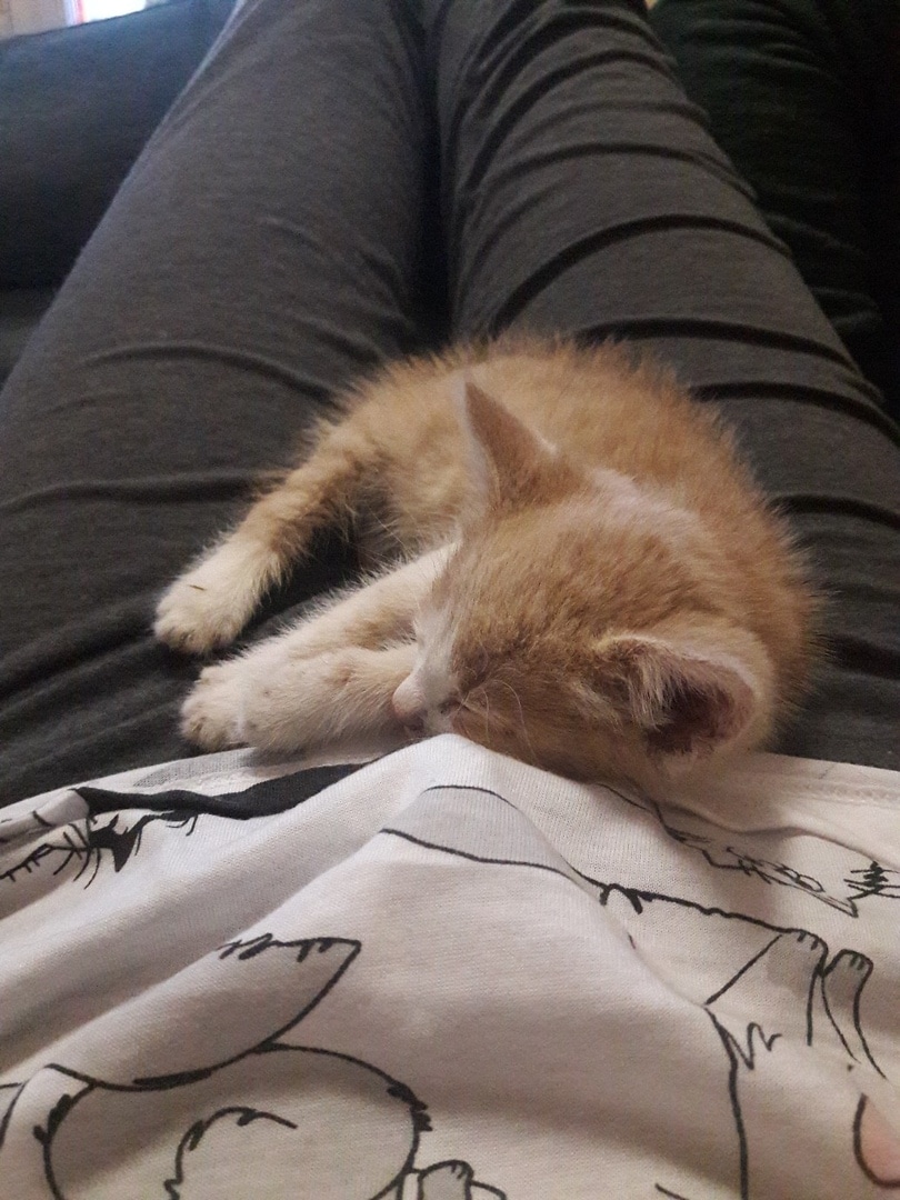 рыжий котенок