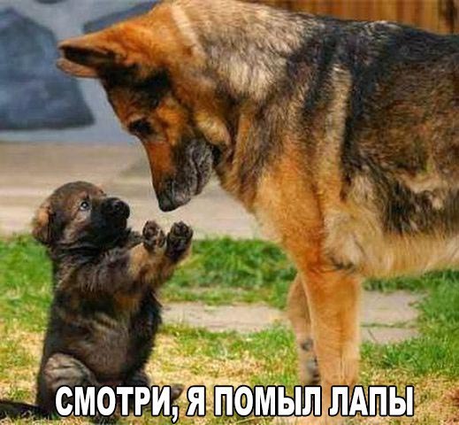 Подборка веселых и прикольных фотографий с надписями