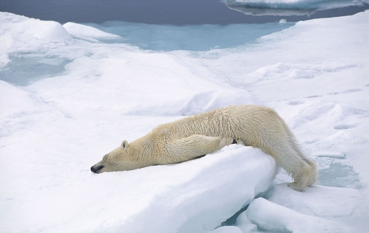 Polar Bear on Trail cam.