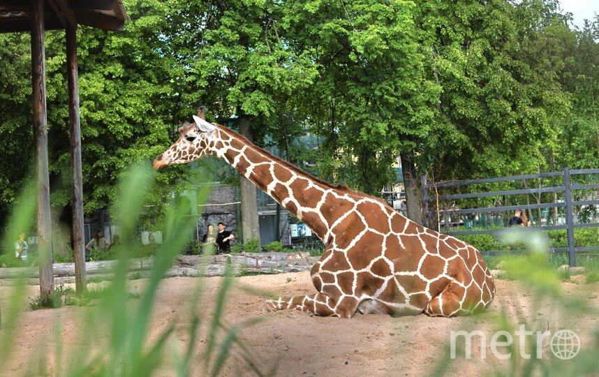 Во Всемирный день жирафа Ленинградский зоопарк рассказал о пятнистой Соне