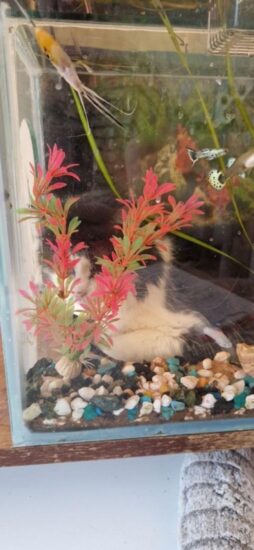 Каспер и рыбки: на это можно смотреть вечно.