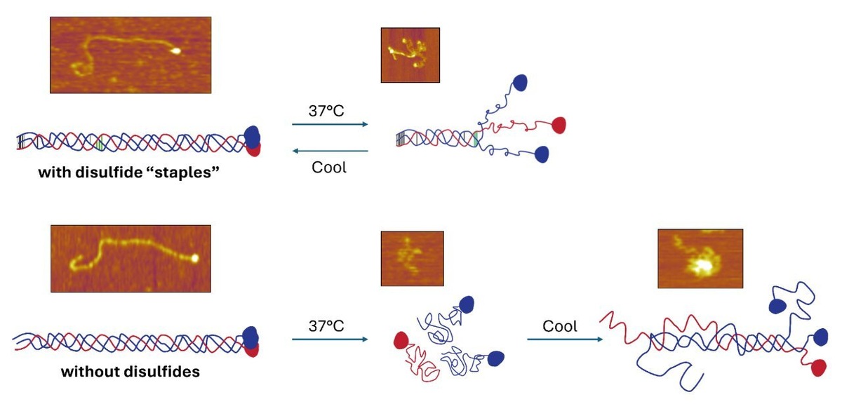    Секрет стабильности коллагена. Автор инфографики: Университет Саймона Фрейзера