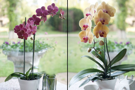Картинки по запросу Как обрезать орхидею после цветения в домашних условиях?