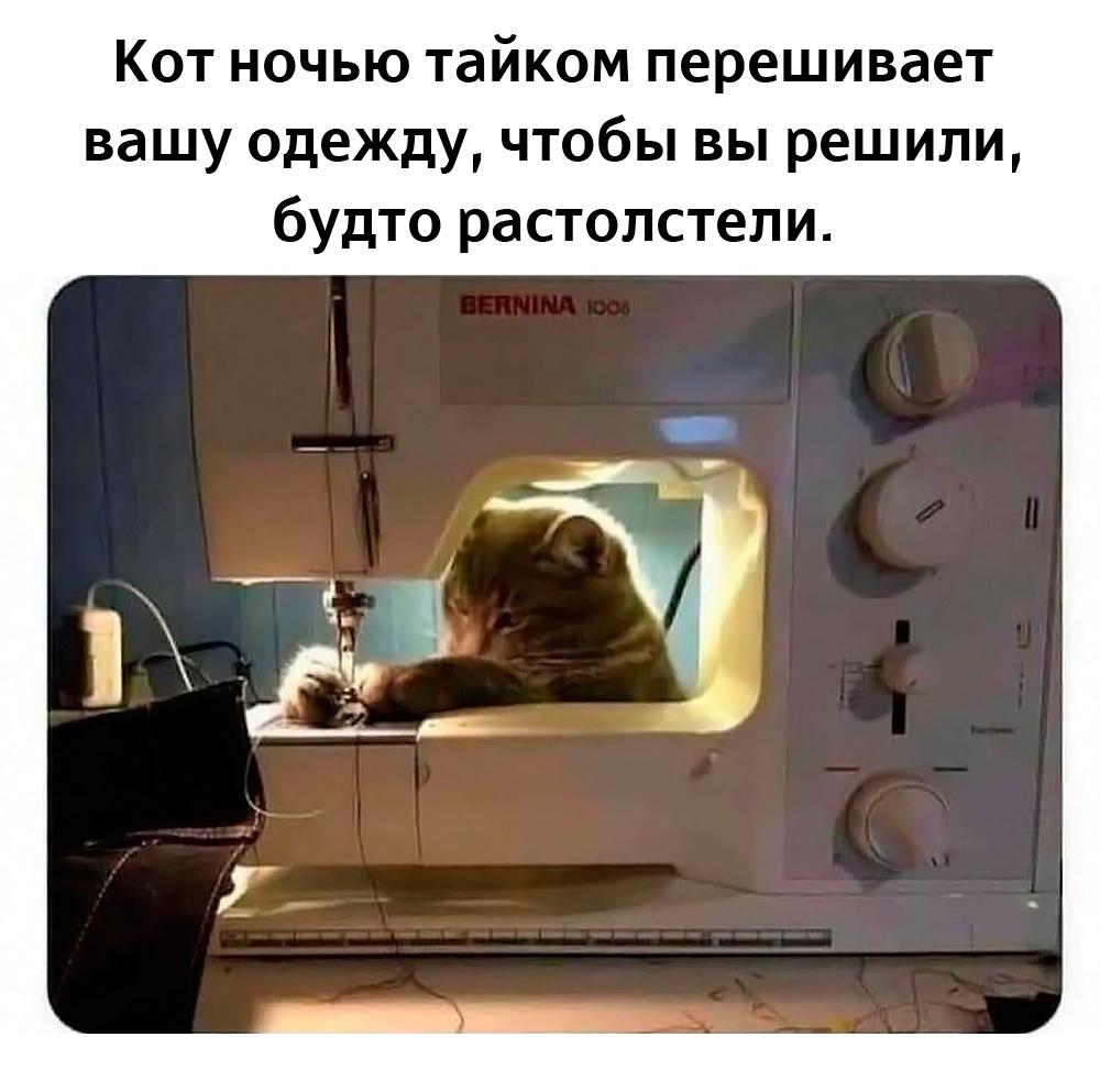 Смешные коты и кошки: лучшие мемы для поднятия настроения