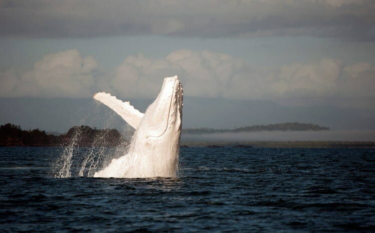2. Горбатый кит альбиносы, животные, красота, окрас, цвет
