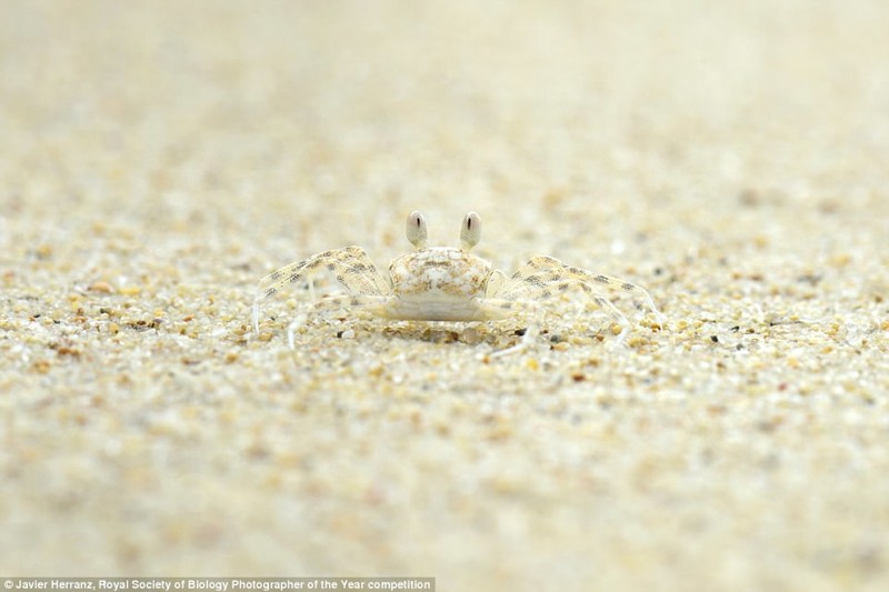 Любопытный краб на мадагаскарском пляже. Фотограф Хавьер Херранц биология, макроснимки, макросъёмка, микрофотографии, микрофотография, претендент, фотоконкурс, фотоконкурсы. природа