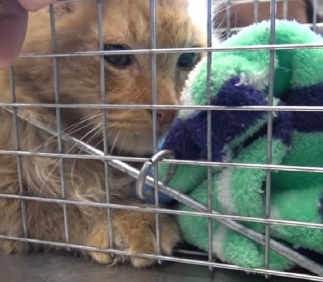 Грустный кот