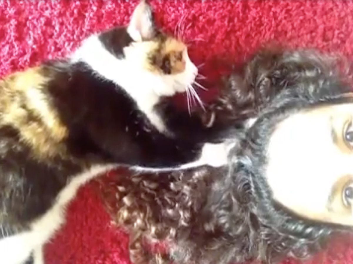 Почему кошка топчет волосы на голове