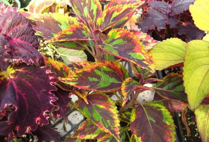 Coleus rehneltianus