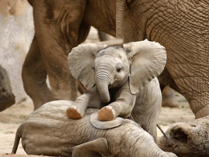 Африканские слоны перестали отращивать бивни из-за браконьеров Природа, Слоны, Браконьеры, Бивень, Эволюция, Длиннопост