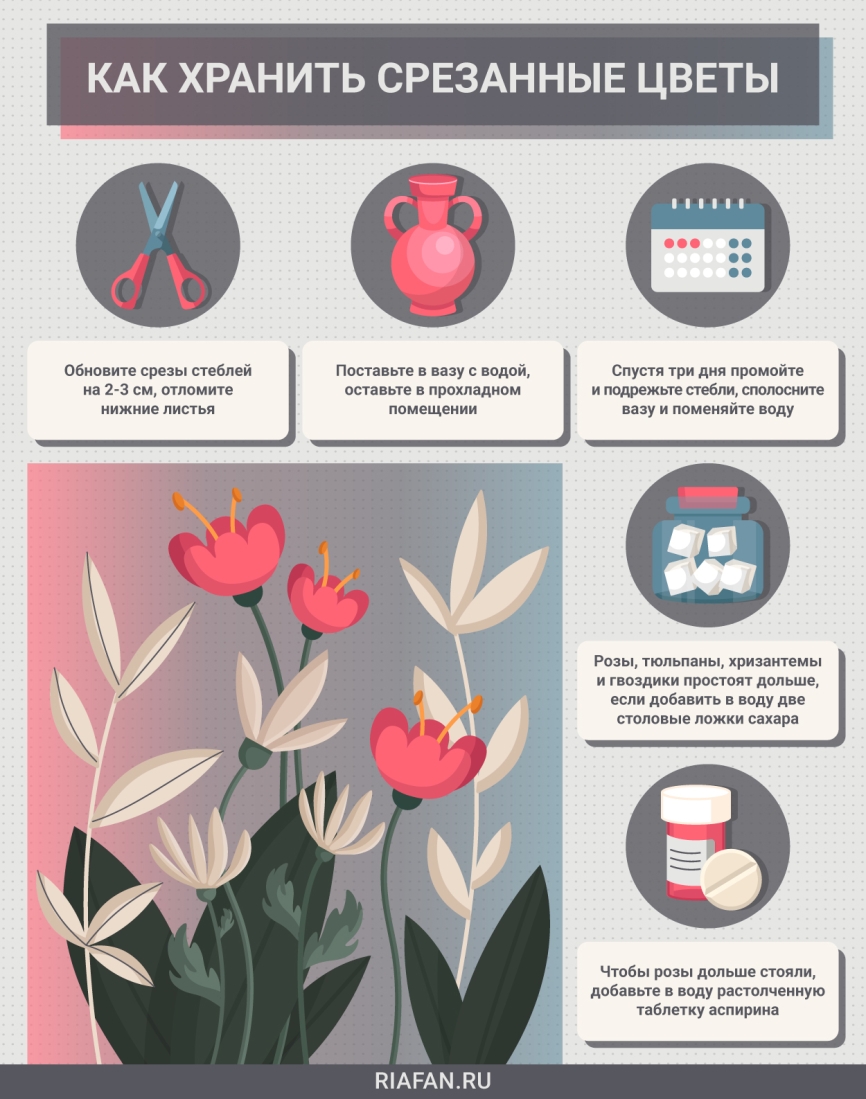 Тюльпаны в воде как сохранить букет. Как выбрать свежие цветы. Инфографика букет.
