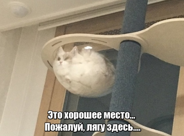 Пусть он ходит везде с тобой, там поймешь, кто такой..) веселые картинки