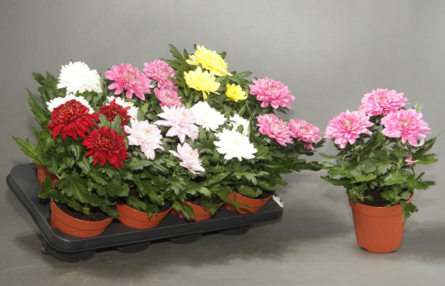 ������� ��������� ����������.