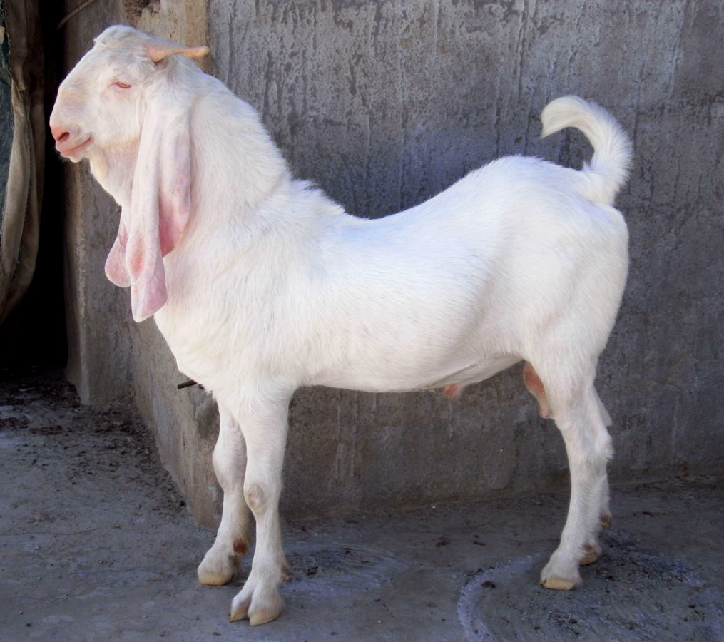 6 самых популярных восточных пород коз и особенности их содержания дача,домашние животные,сад и огород
