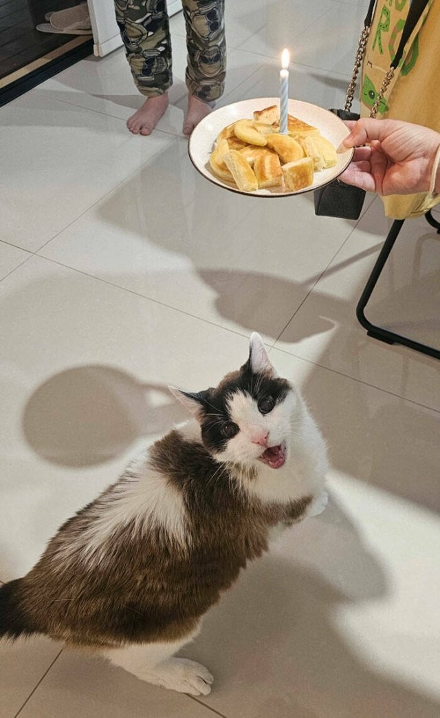 Прикольные картинки и мемы для любителей кошек  