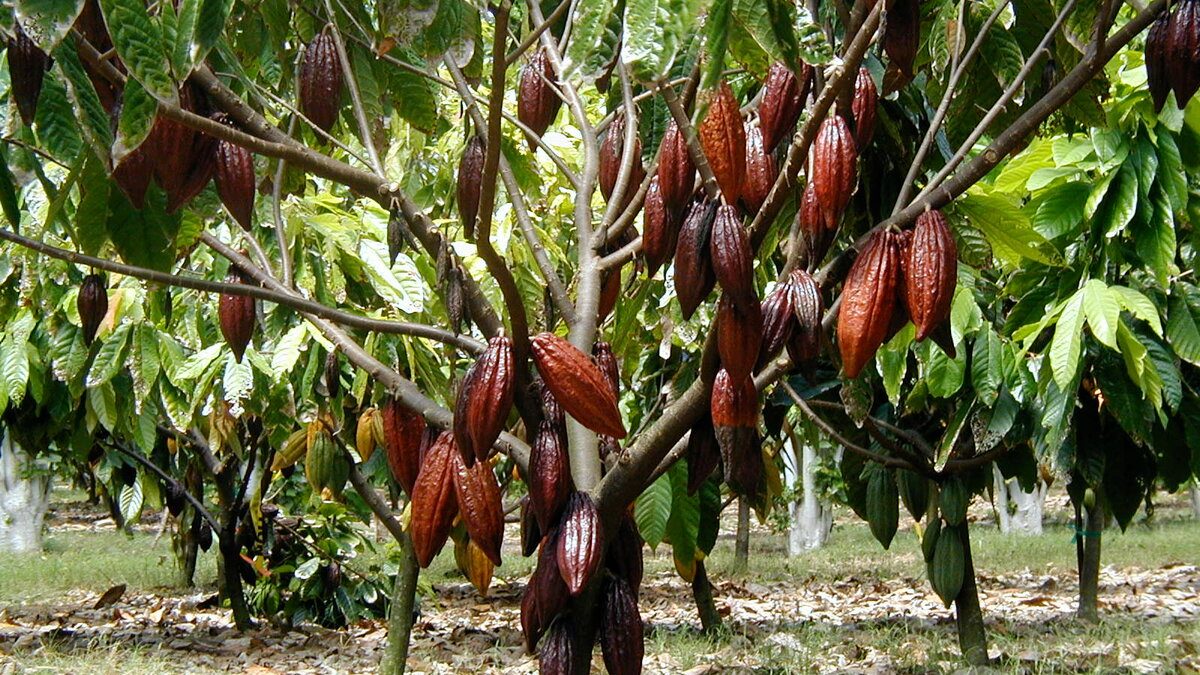 Какао бобы фото на дереве как выглядят