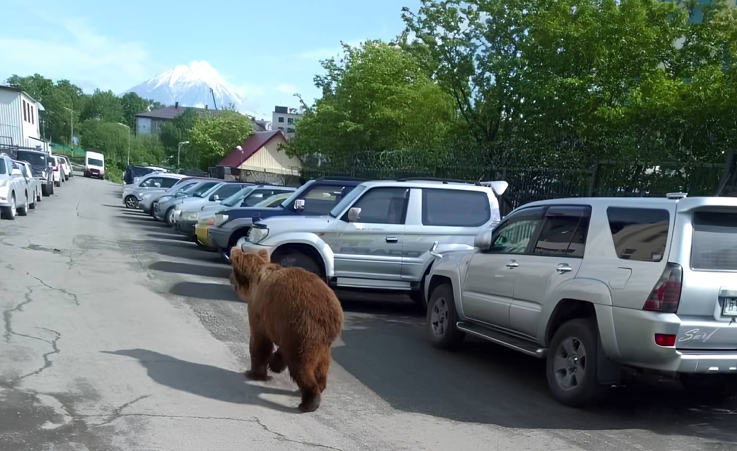 На Камчатке медведи начали активно выходить в поселки
