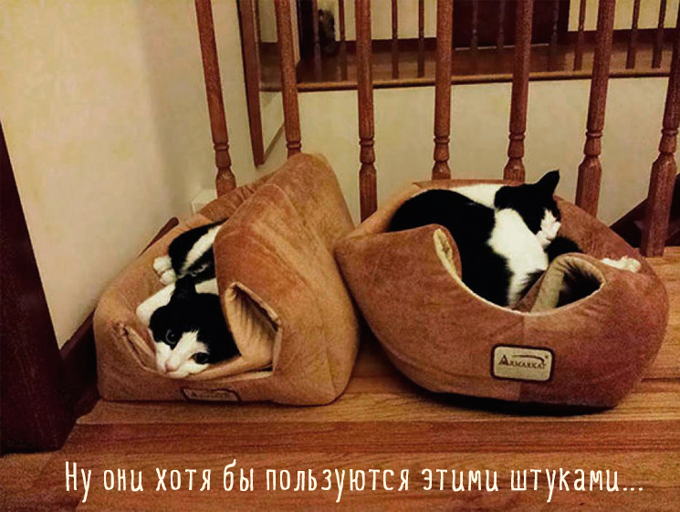 две кошки на лежаках две кошки на лежаках
