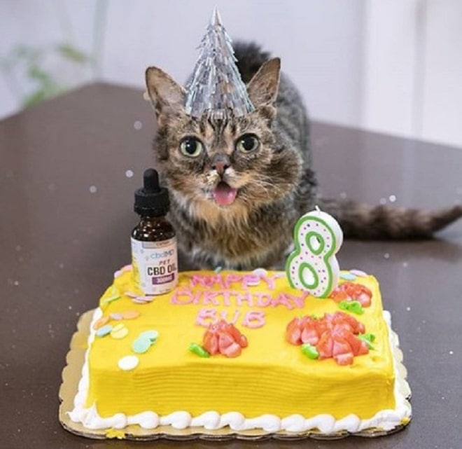 Кошка с тортом