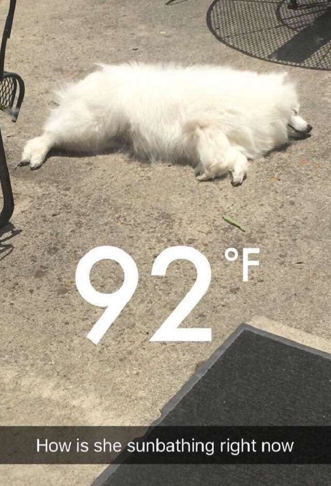 «А она все также ждет…»: грустная кошка появляется на пороге чужого дома, заглядывая внутрь «А она все также ждет…»: грустная кошка появляется на пороге чужого дома, заглядывая внутрь истории из жизни