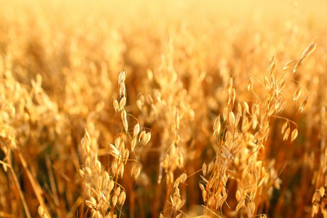 Golden ears of oat on the field.