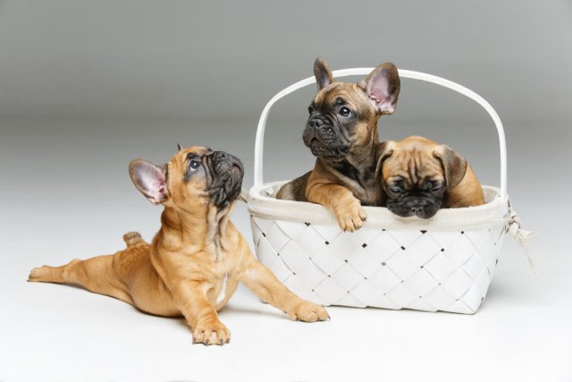 Вся правда о собаках: 6 самых интересных фактов домашние животные,наши любимцы