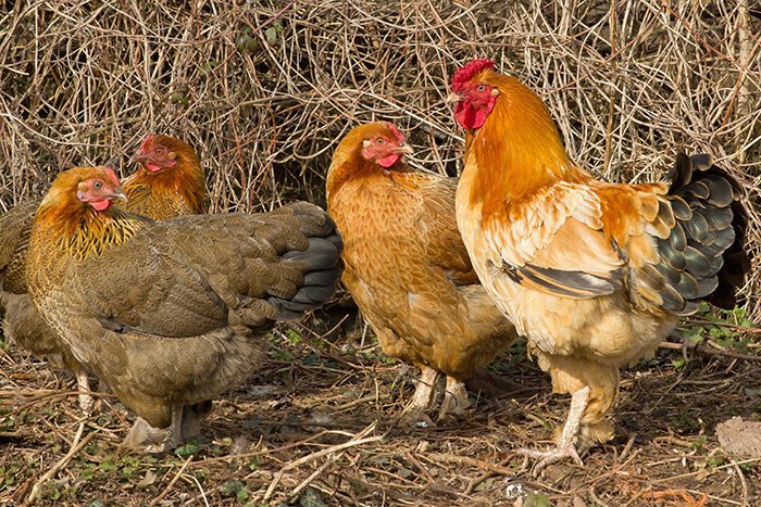 10 фактов о курице, которые вас точно удивят не всё так грустно