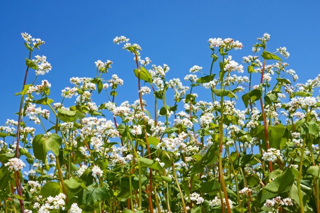 Group of flowering buckwheat plants close-up on the background of cloudless blue sky