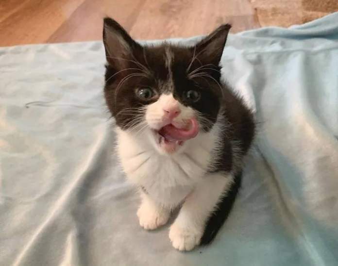 Без кота и жизнь не та