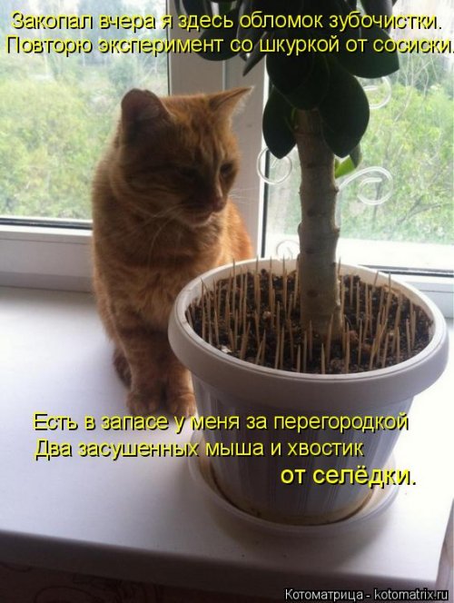 Новая котоматрица на выходные Новая котоматрица на выходные