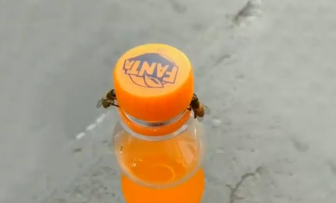 2 пчелы за 3 минуты смогли открутить крышку на бутылке с водой: видео