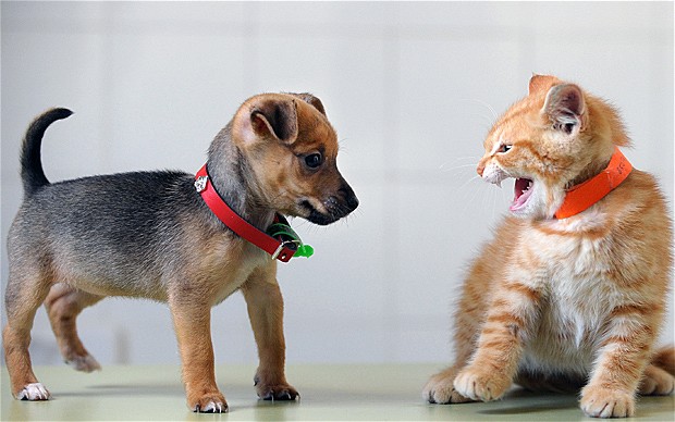 История отношений собак и кошек