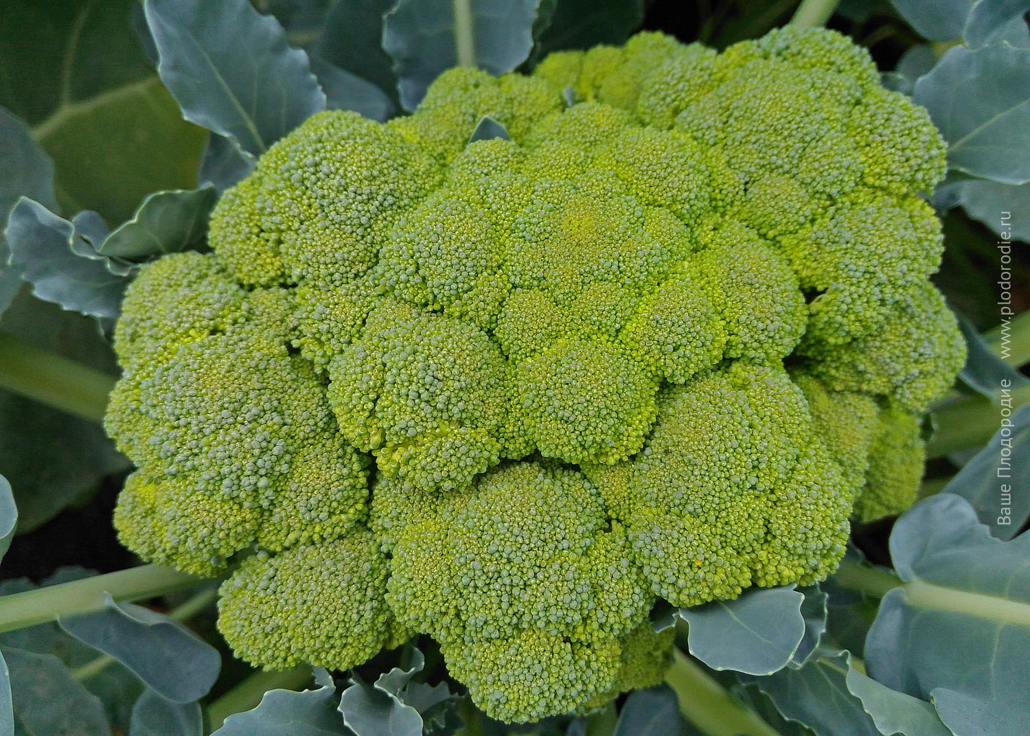 плесень на брокколи. брокколи желтеет. брокколи пожелтела можно ли готовить. брокколи пожелтела можно ли готовить. брокколи пожелтела можно ли готовить.