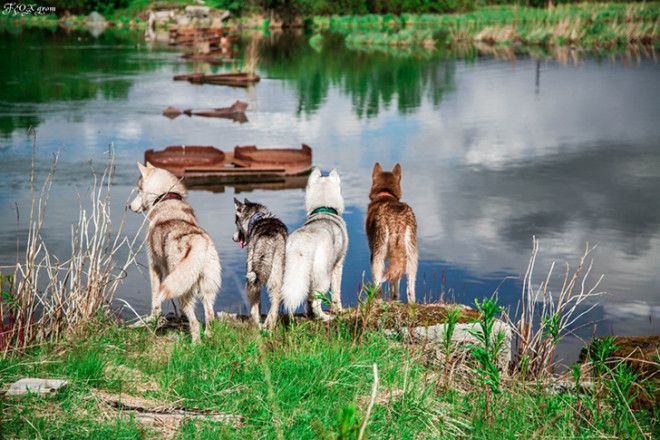 Сказочные хаски в фотографиях