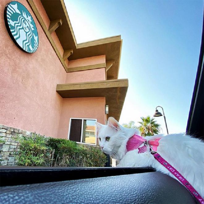 Кошка на поводке