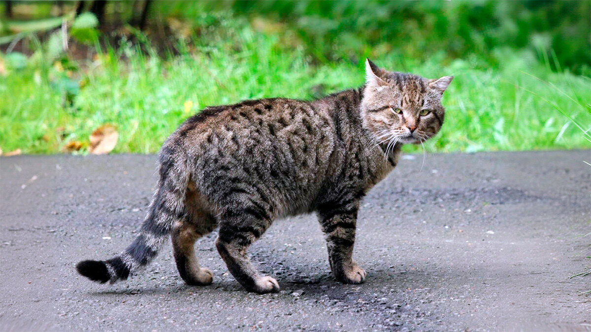 Отказники со стажем